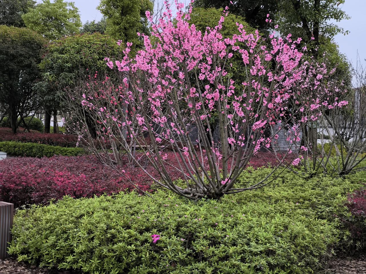 红蕾待放，粉花初开，一草一木都在诉说春的浪漫。