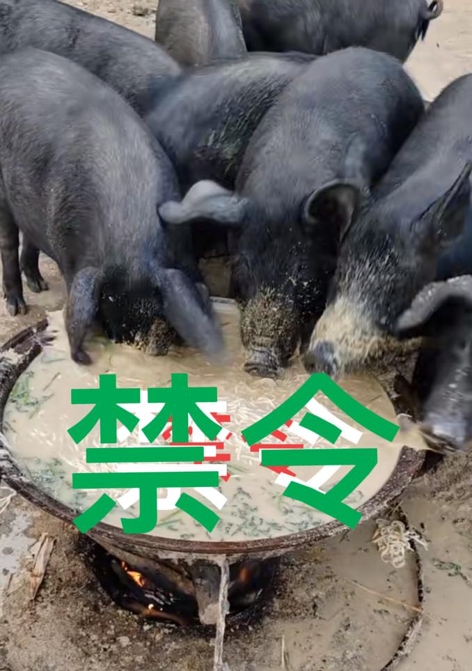 剩菜剩饭直接喂猪违法！“泔水喂猪”被正式写入禁令
刚刚看一新闻，专家对猪下手了…