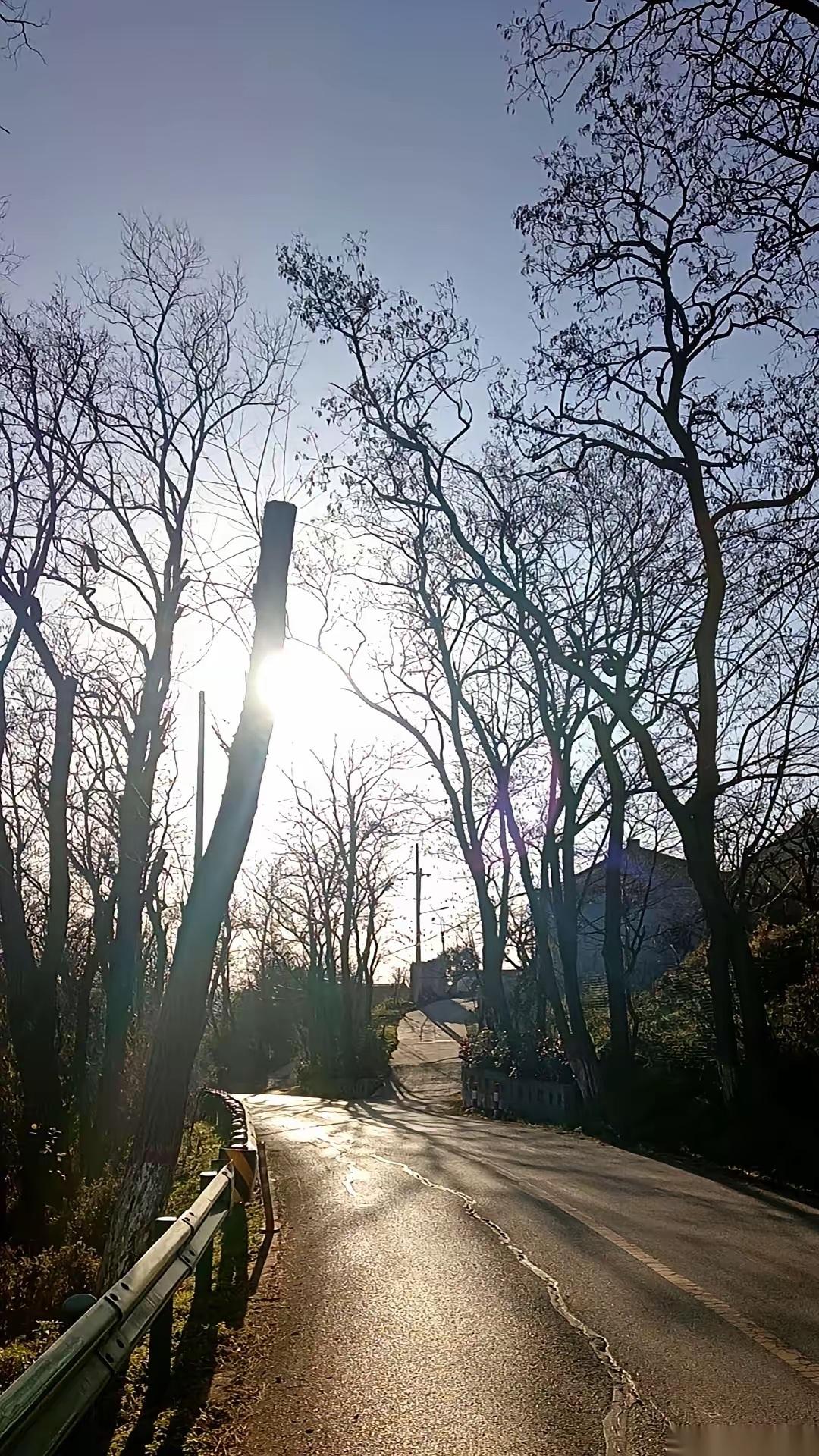 阳光透过树梢，洒在乡间小路上。