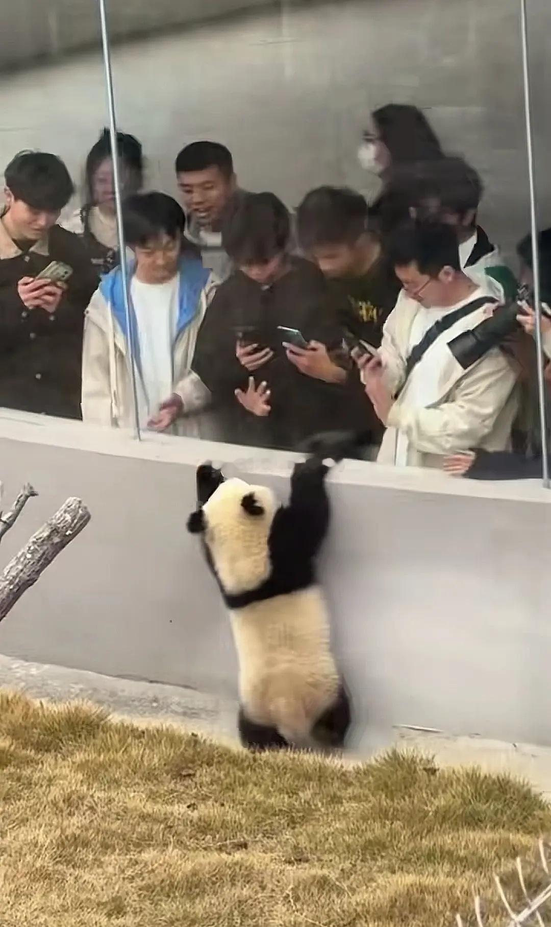 小熊猫太可爱了~[么么哒][么么哒] ​​​