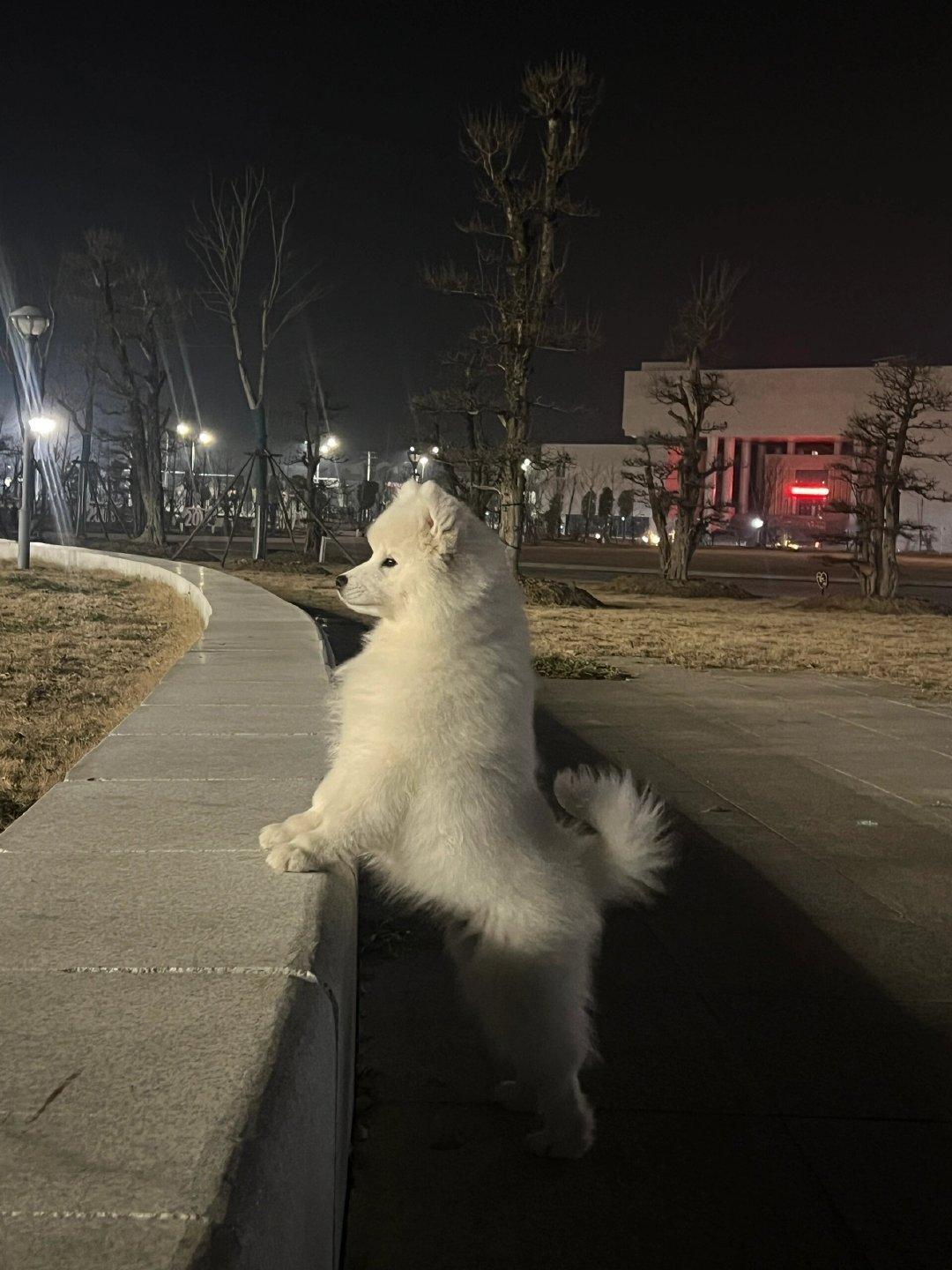 别的小狗这个点已经呼呼大睡了，而耶耶却还在规划着这座城市的未来 