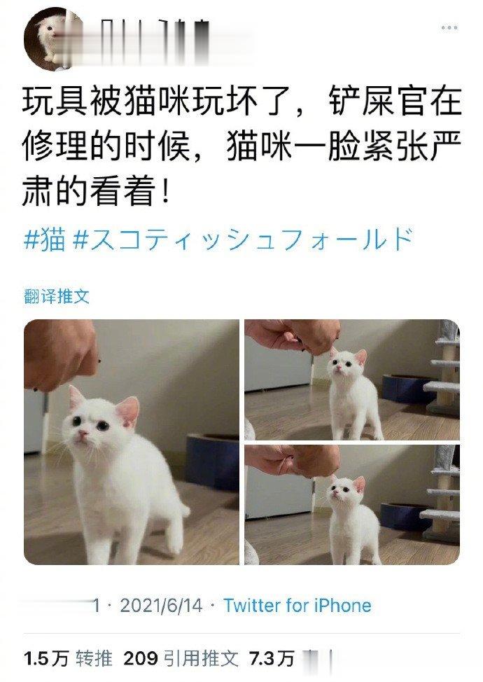猫：你能不能行？可别再给我修坏喽！