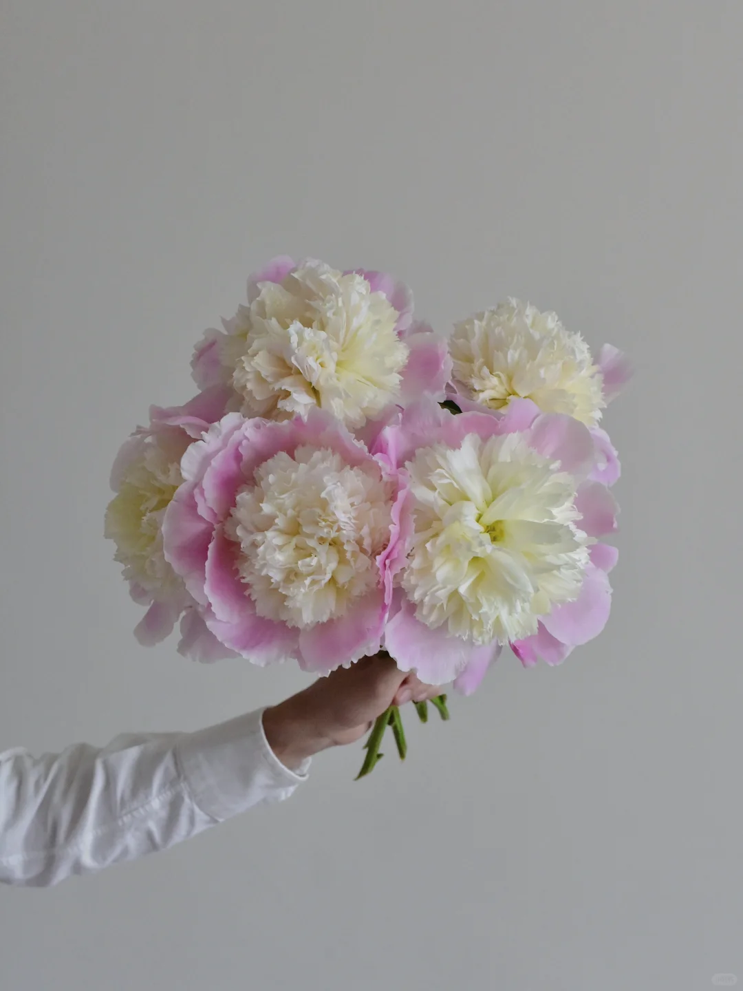 芍药· 凯西的触摸