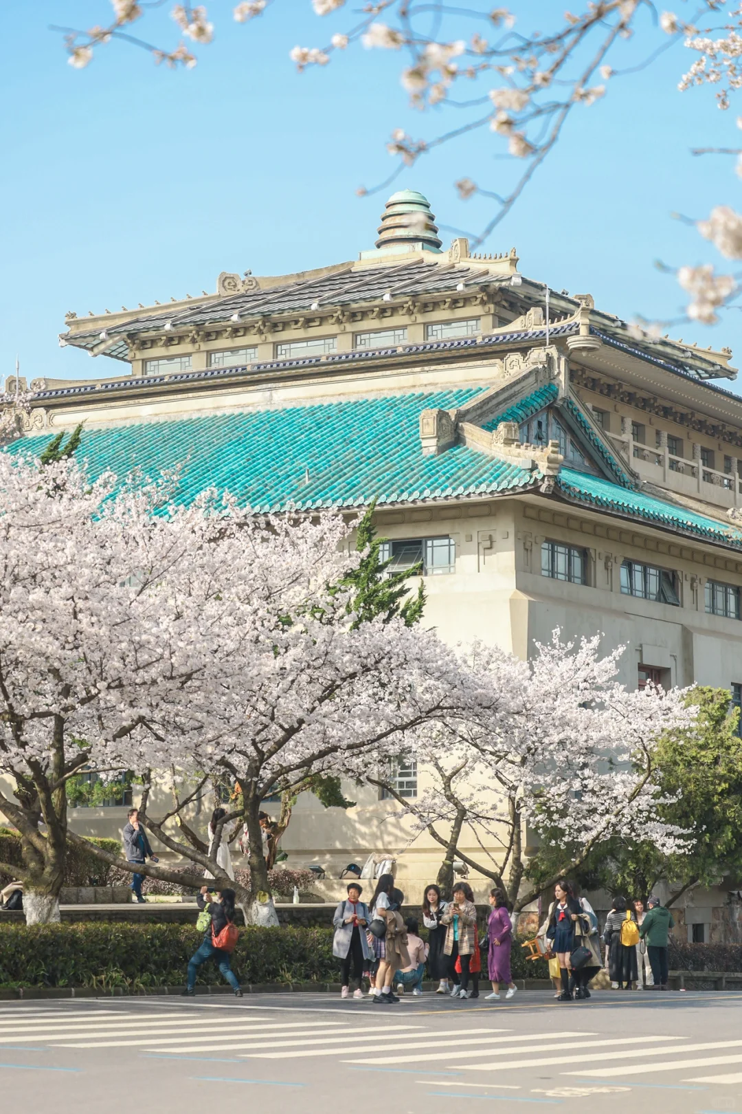 2025武汉保姆级赏樱攻略❗️武汉大学篇
