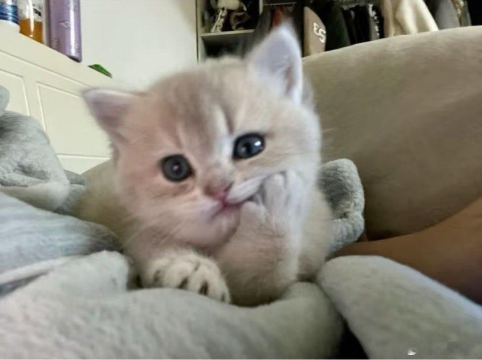 博君一肖[超话] 一毛一样！宝宝你就是一只小猫[流鼻血] ​​​