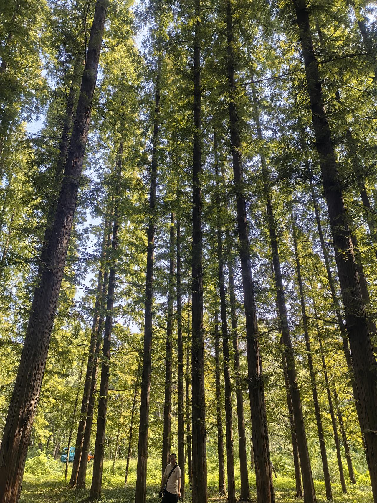 日照游

与友日照三日游，

赶海消暑万平口。

打卡科技赏植园，

乘车畅享森