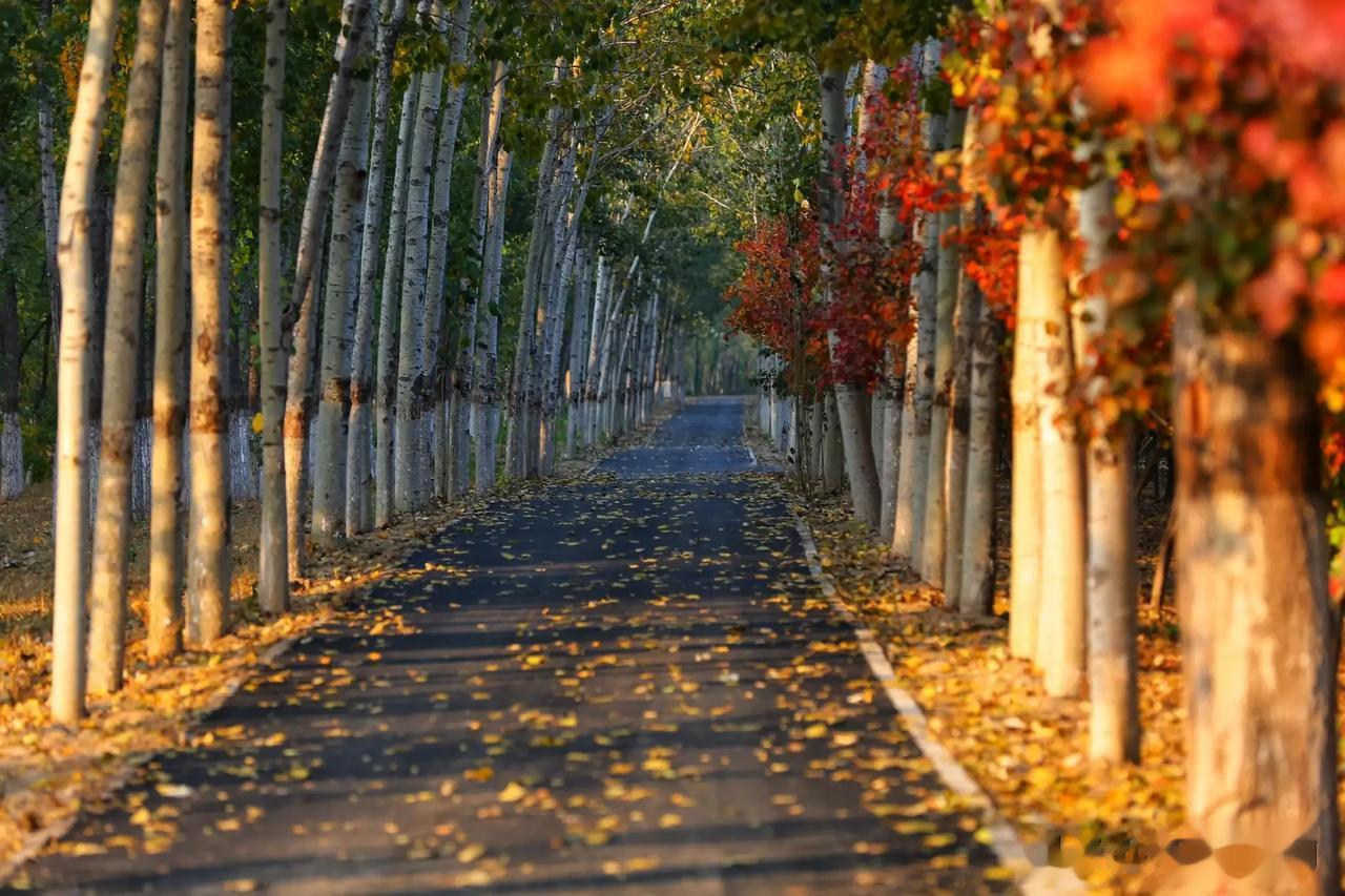 #秋之童话# 秋天是田中金灿灿的稻谷;秋天是树上累累的果实;秋天是劳动人民的福祉