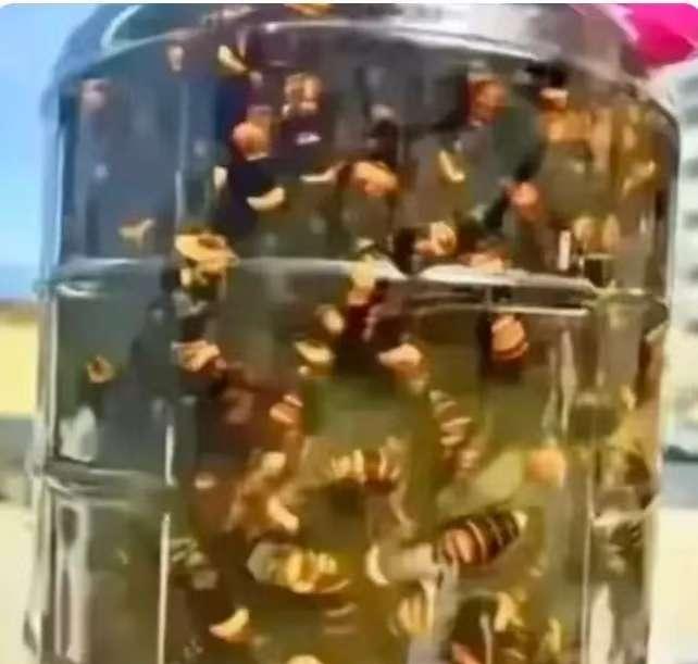 江西南昌，有一位奇女子用活马蜂泡了一坛蜂酒，6年之后，蜂酒已经变成黄色，女子认为