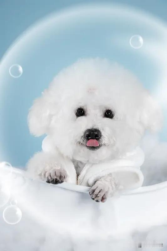 我必须来分享我家萌宠的可爱照片！我家是一只小橘猫，叫布丁。
它那圆滚滚的身子，像