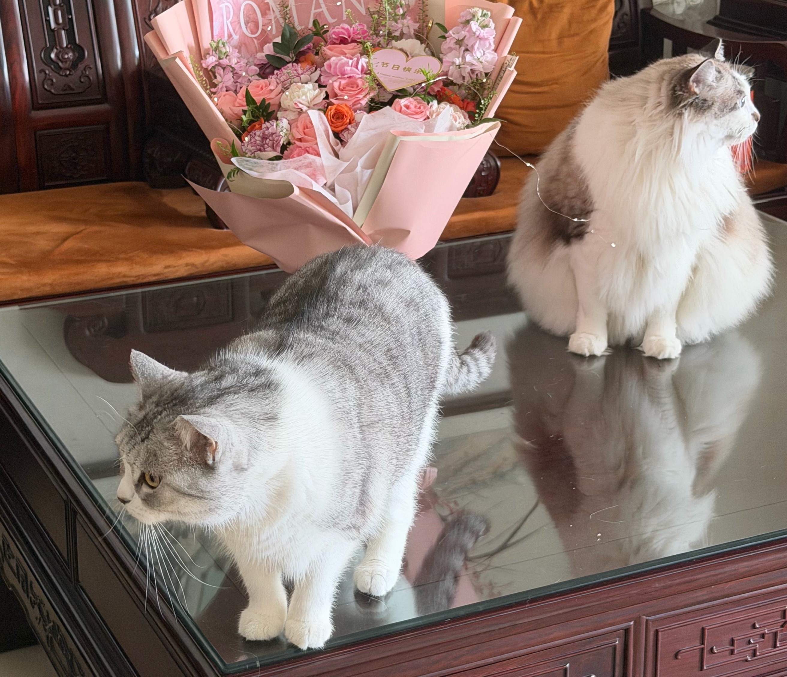 一只很猫的猫那我们这一家谁最猫？ 