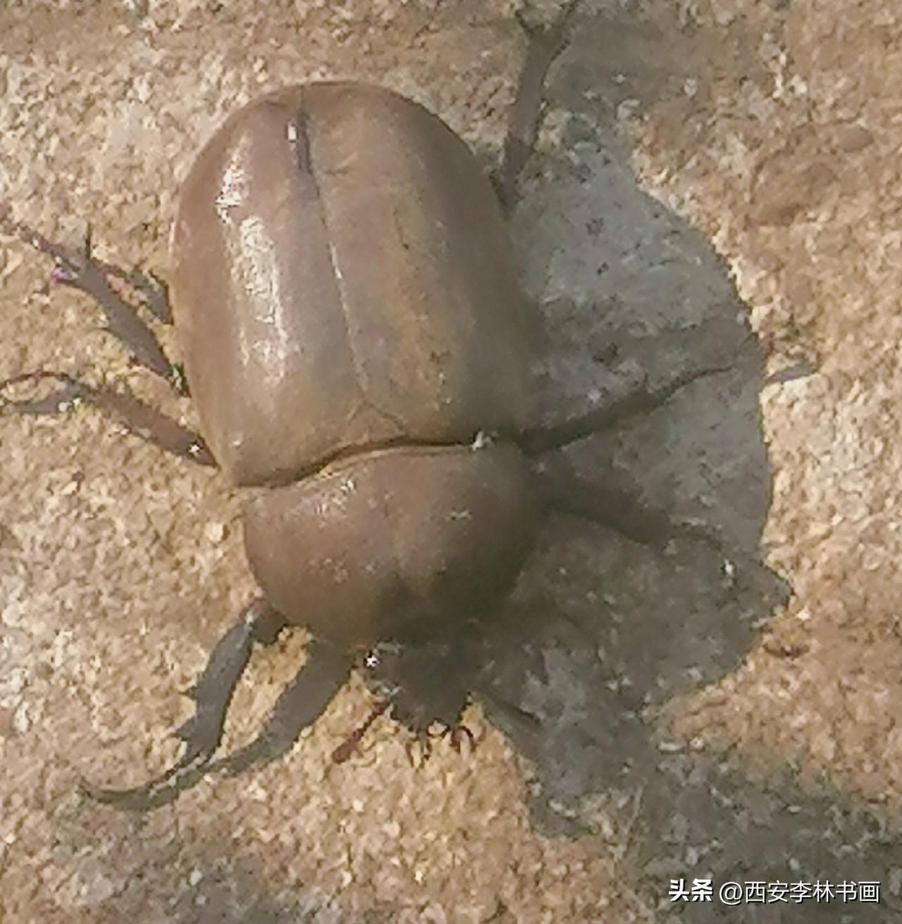 《甲壳虫（李林摄于汉中城固）》