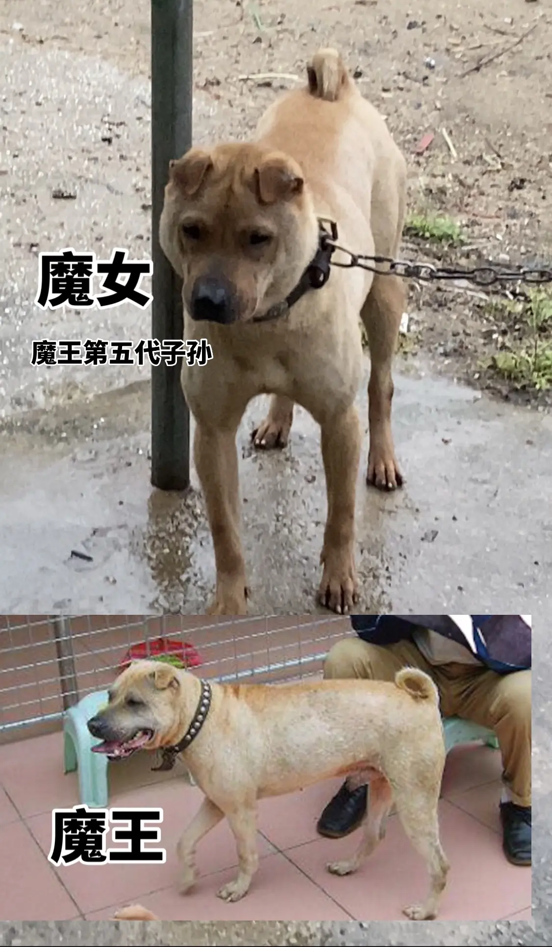 魔王血第五代传人