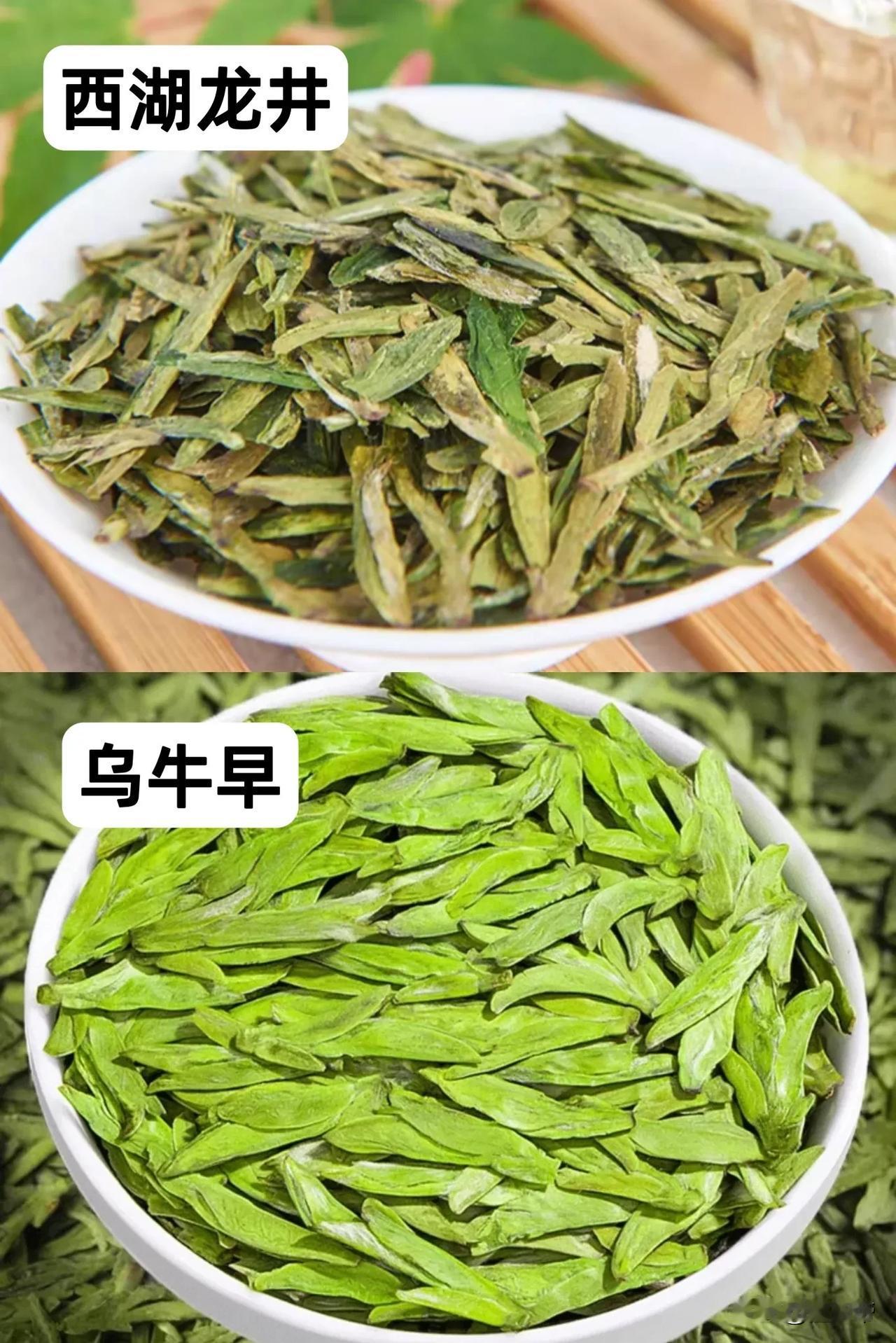 别再上当了！西湖龙井vs乌牛早一篇看懂区别！

就在今天，2026西湖龙井采摘时