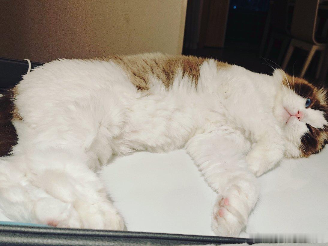 猫咪肚皮是最脆弱的部位，愿意翻过来对着你，代表百分百信任；歪头是它好奇、讨好人类