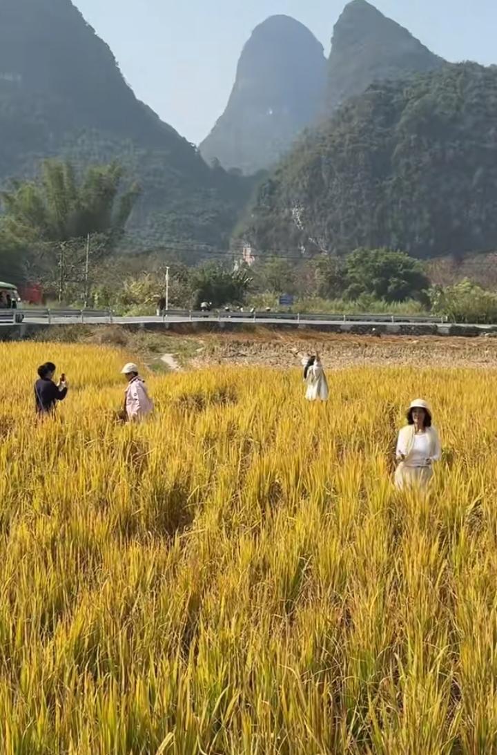 拍的再漂亮，灵魂也是丑陋的。
金黄色的稻田景色很美，免不了引来一些人拍照，其中几