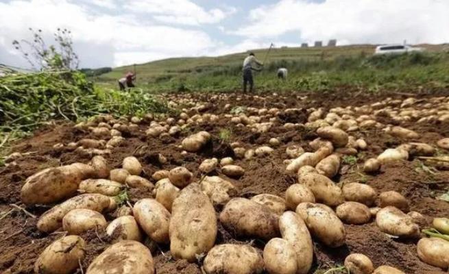 中国人为什么不把土豆当主食，而在欧美却是主食？其实原因很简单：

土豆这玩意儿就