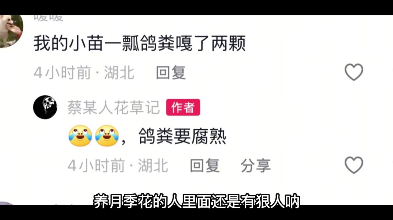 👩‍🏫养月季的狠人，这位花友养的月季小苗，居然敢直接舀一瓢这个隔粪，直接怼上