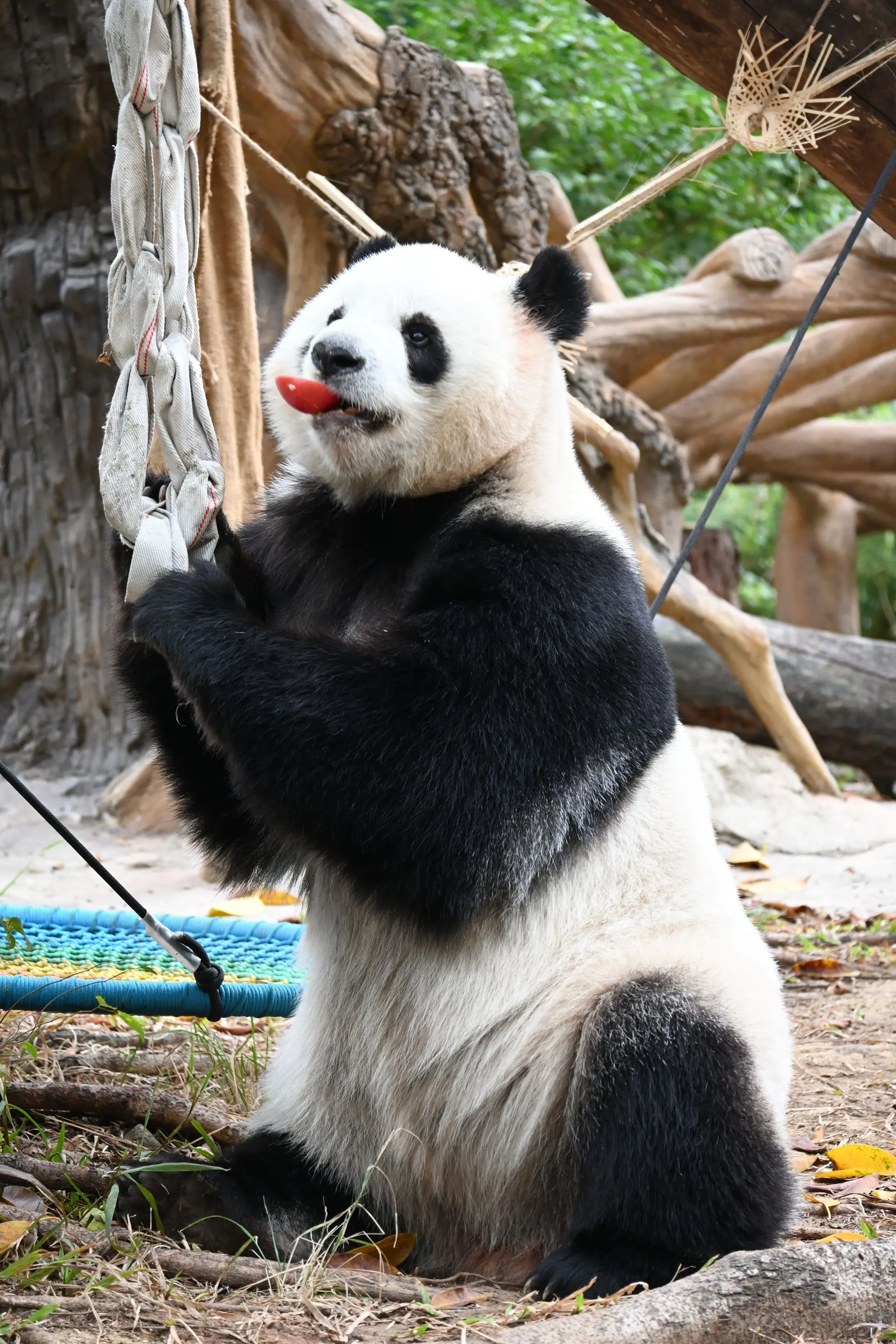 去完明天，等星一雅一生日再去广动了。就算星一请我吃牛肉丸，雅一请我吃猪...