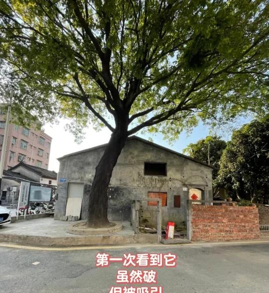 村咖改造记
小城也有好咖啡 古村落改造 咖啡
村里有座咖啡馆 深圳技术大学
老房