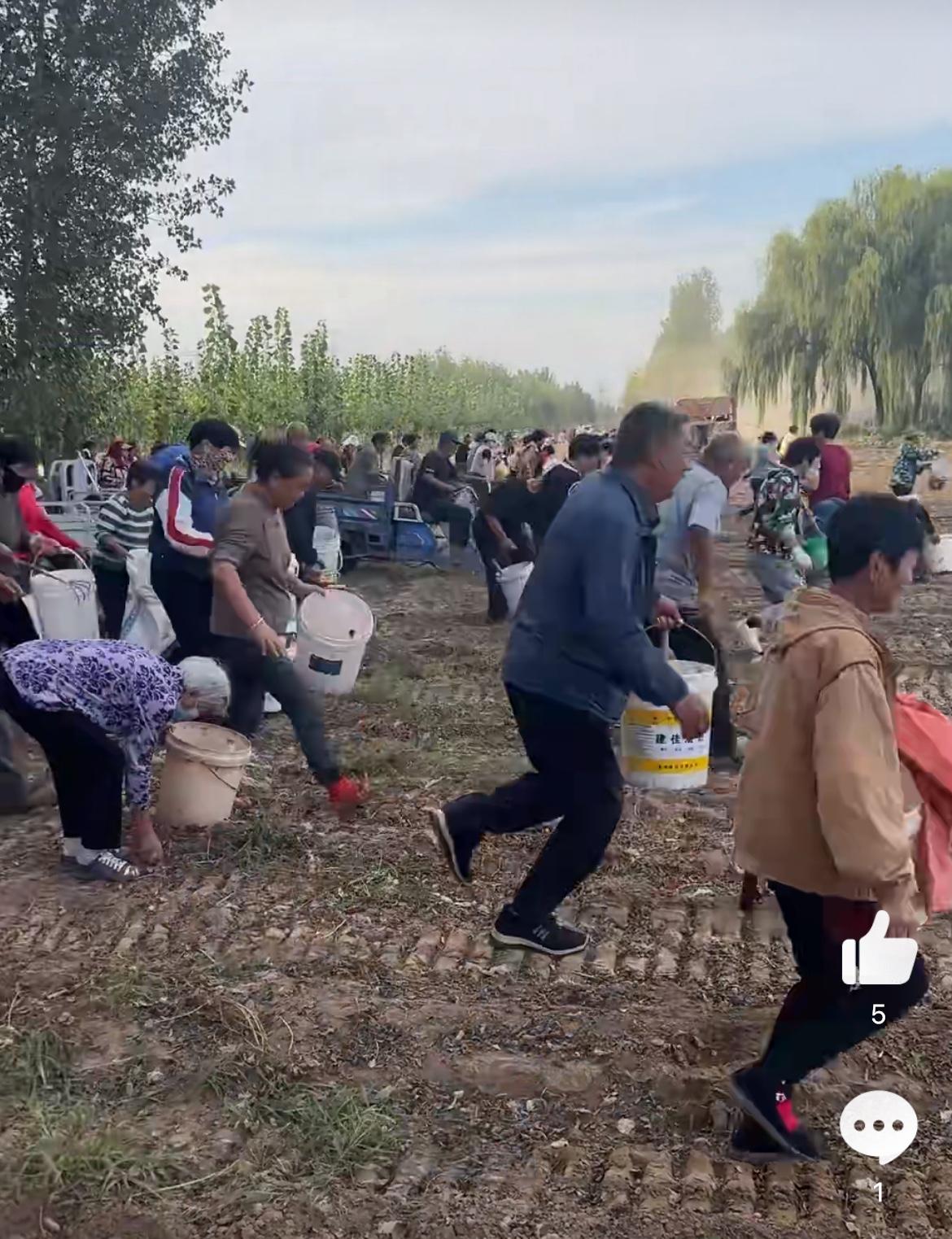 零元购的群体真庞大，老板话还没落音，提桶大军就一拥而上，这是地里寻宝吗？看地，像