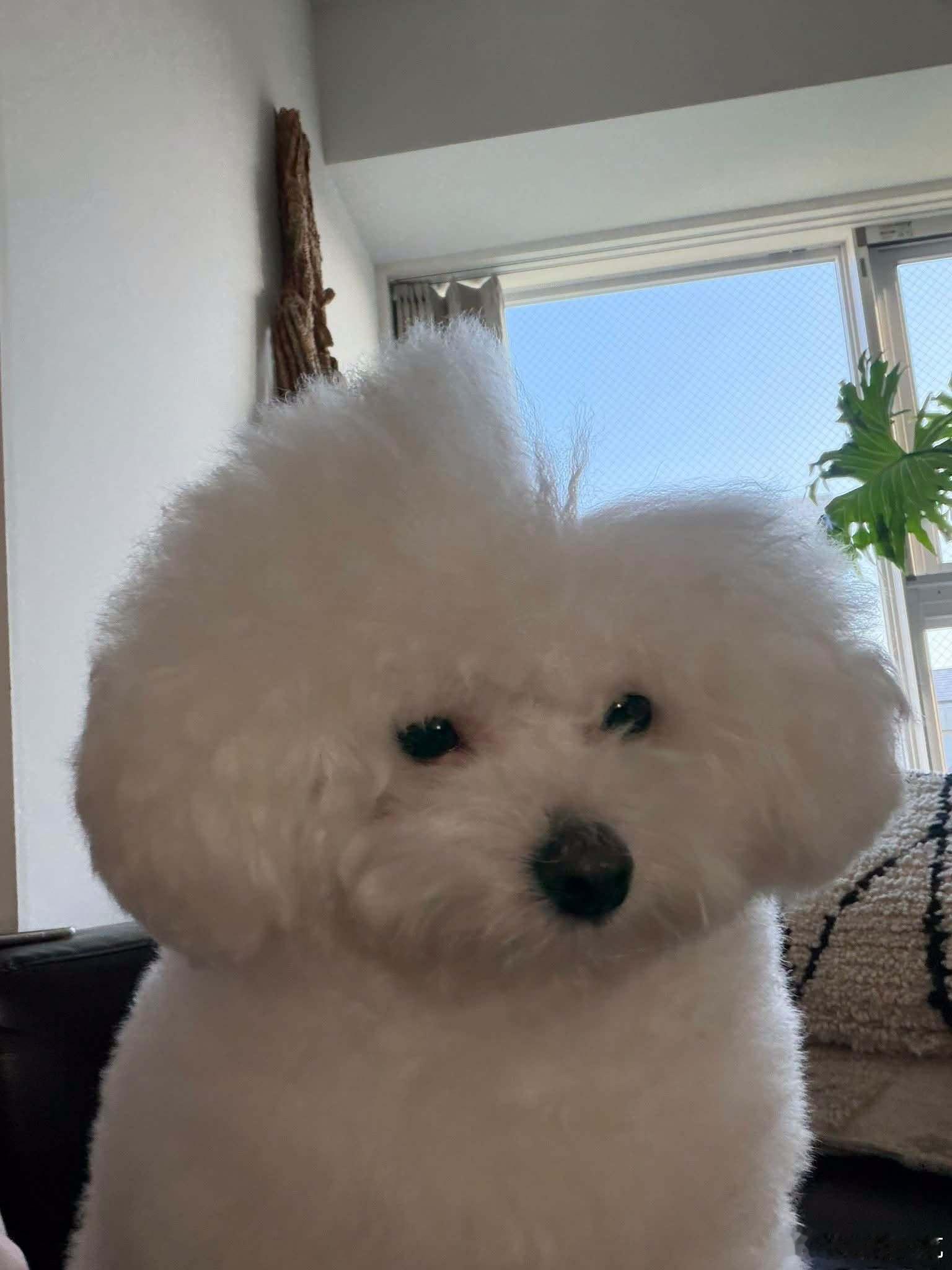 1/4狗狗🐶‍💨 ​​​