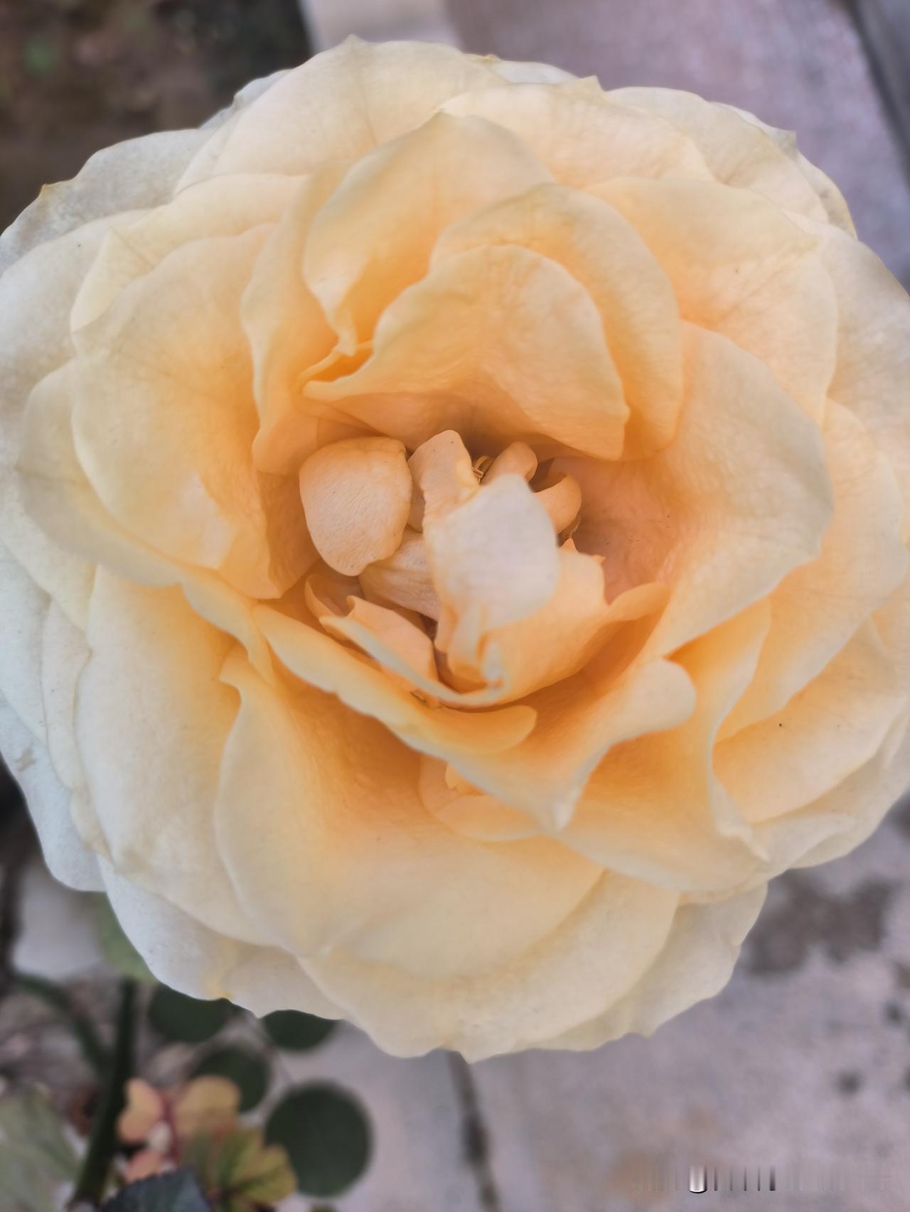 感觉公共厕所还是蹲便器好，不仅减少直接接触，而且清洁起来也更快、更省事。公共厕所