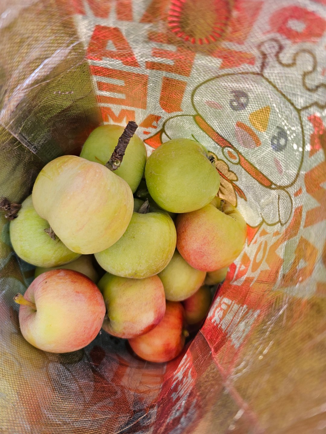 我去，野生青苹果🍏 