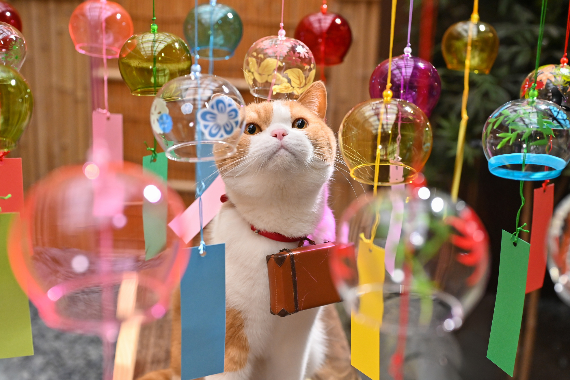 猫与风铃（图源：x.com