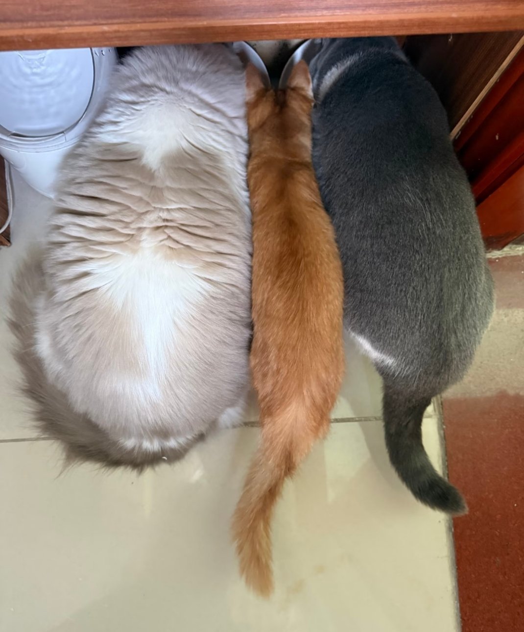 试图融入同事的我，他们那么强壮，那么厉害…… 