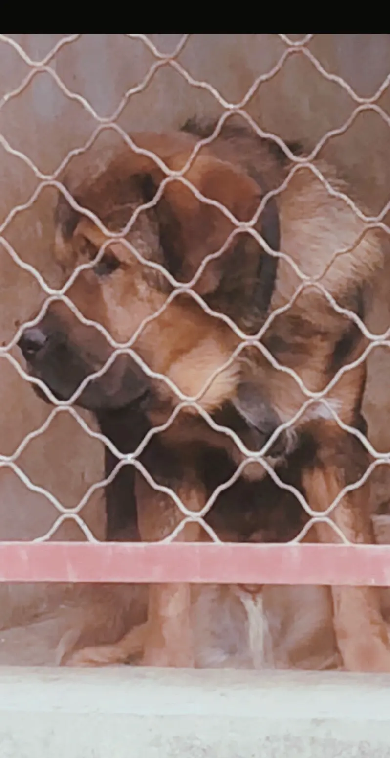 爱獒，杰克（宝龙直子）