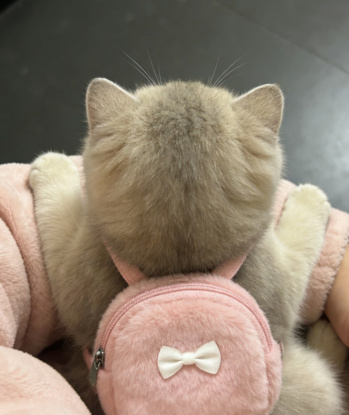 完全是一滩猫咪他的萌力真的是天生的(>﹏