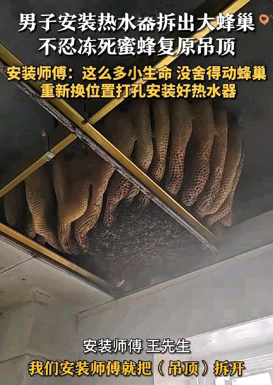 吊顶里惊现巨型蜂巢！
江苏宿迁这户人家的经历，不仅让人头皮发麻，更让我们看到了人