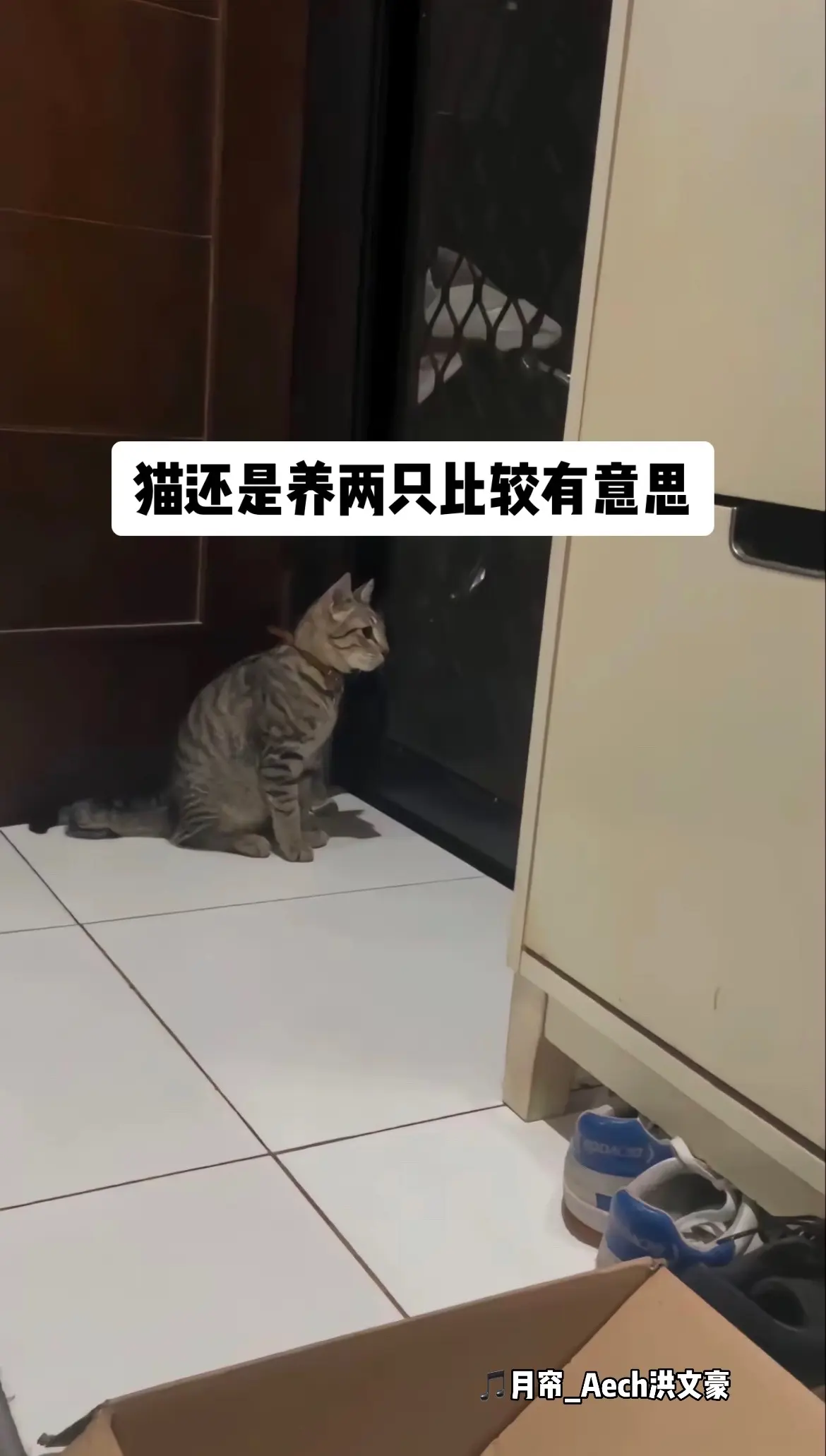 兄弟俩又在看对面邻居家的三花猫了……