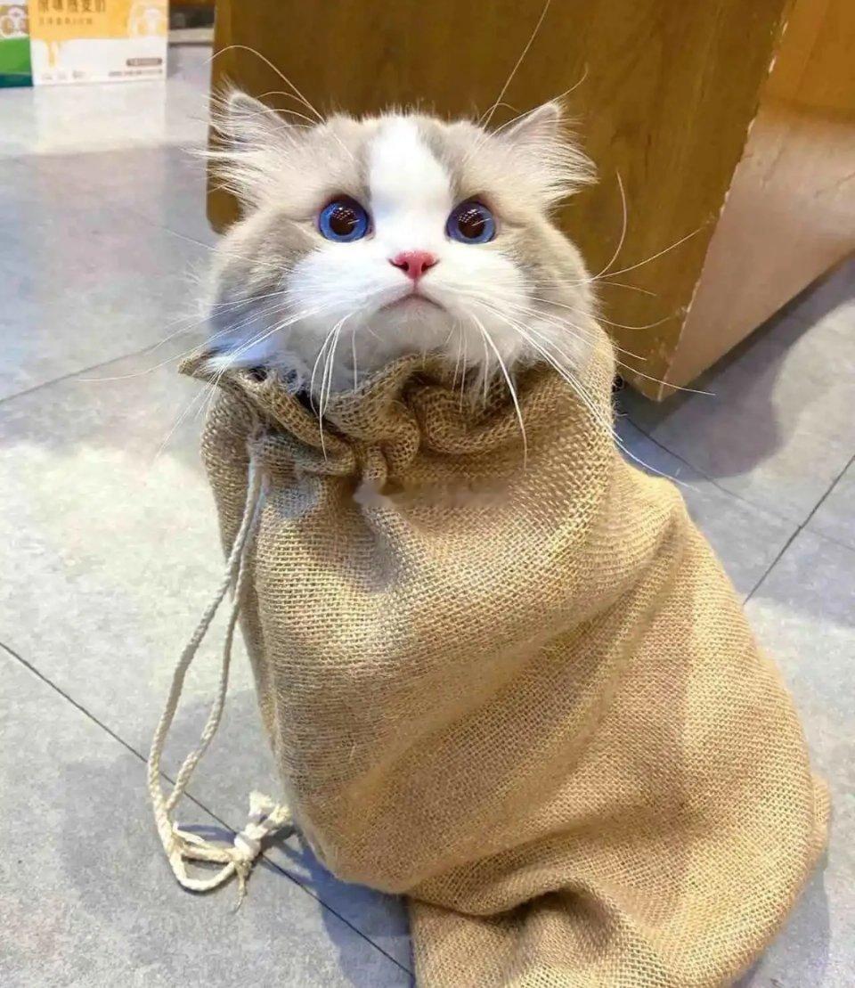 邻居家的小猫太可爱了，我打算用麻袋偷偷带走。 ​​​