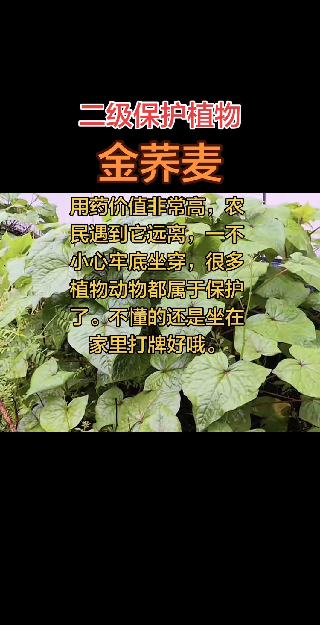 这种植物大家没见过吧，它是二级保护植物名称金荞麦，据说他的药用价值非常高。农民看