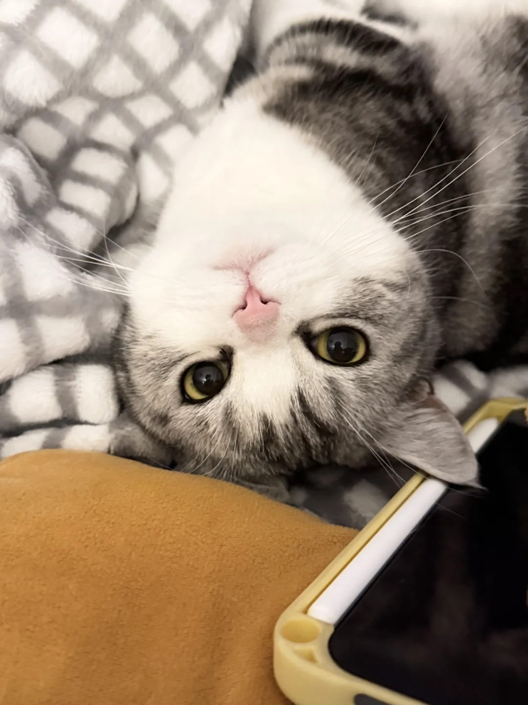 这是我的小猫呀