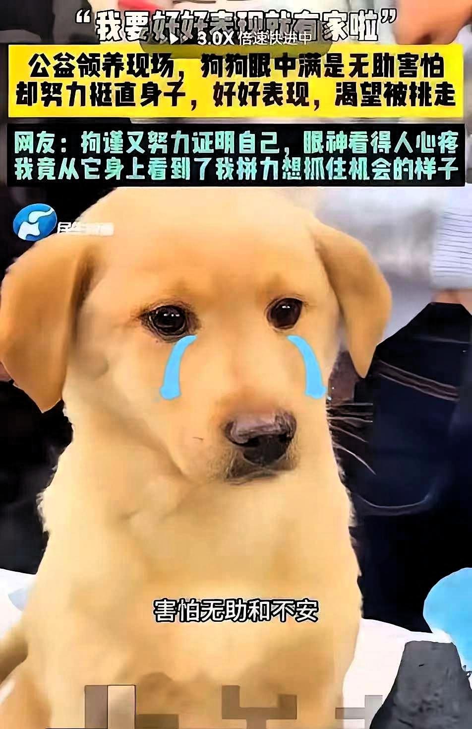 今天头条上看到的第一个好消息：这个拘谨又努力的坐姿狗狗铁柱，被领养了！
 
这段