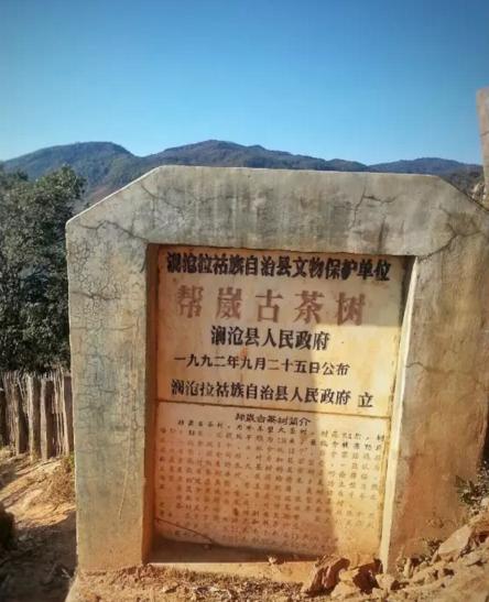 邦崴2026年春
普洱茶山头中最低调的茶
一山一味⛰一树一叶🍃
喝茶不仅可以舒