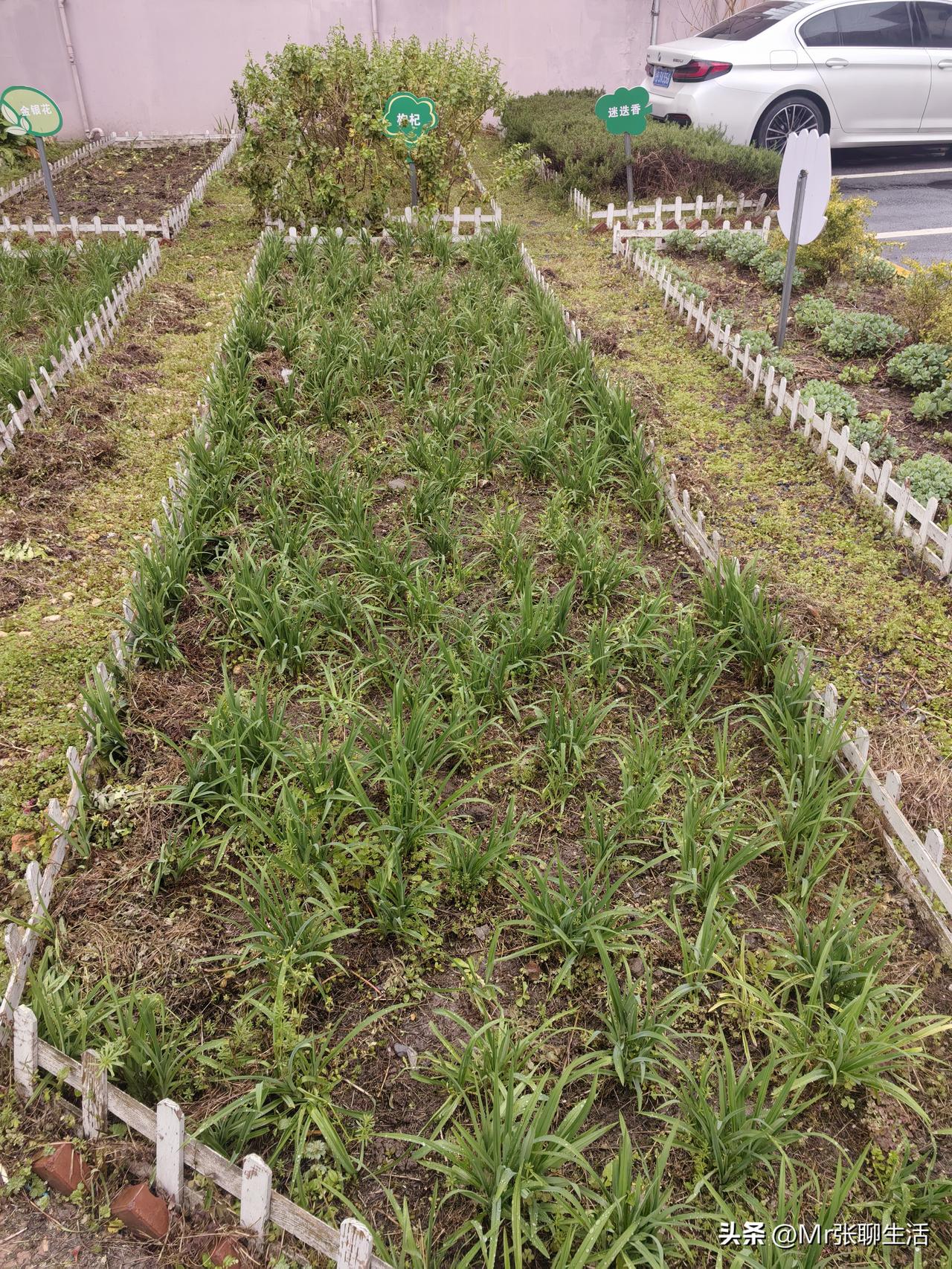喜欢上了开垦荒地，繁忙工作之余，找一块杂草丛生的空地，再到拼多多买个锄头，开垦出