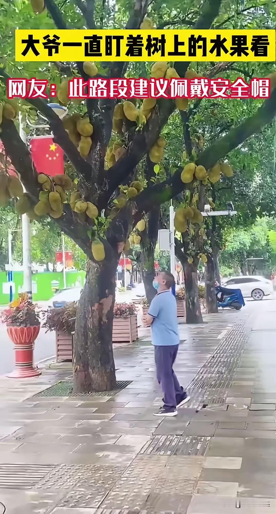 来个云南的朋友说说，这是不是真的啊？！！！我刷到一个视频，是云南芒市的。街边的绿