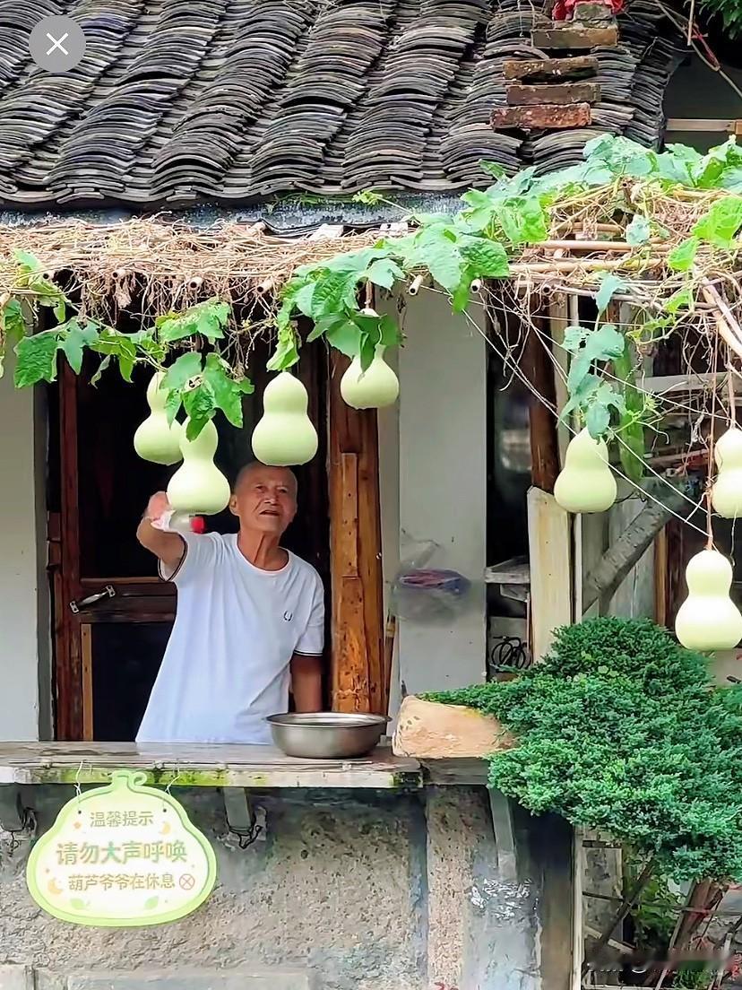 一颗葫芦藤，带火整座江南古镇

绍兴书圣故里的小河边，沿河老民居的屋檐下，一串葫