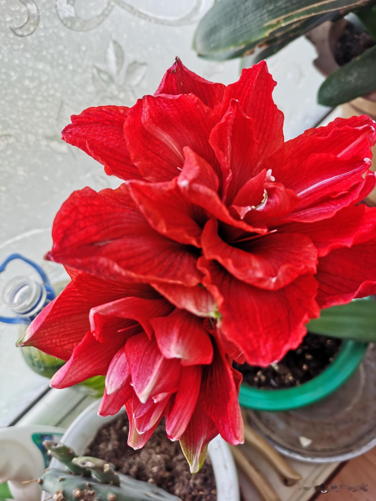 朱顶红
文/滨城老龙
花如盘大朱冠红
四月初时露卉容
玉立停那春色里
丹心一片芬