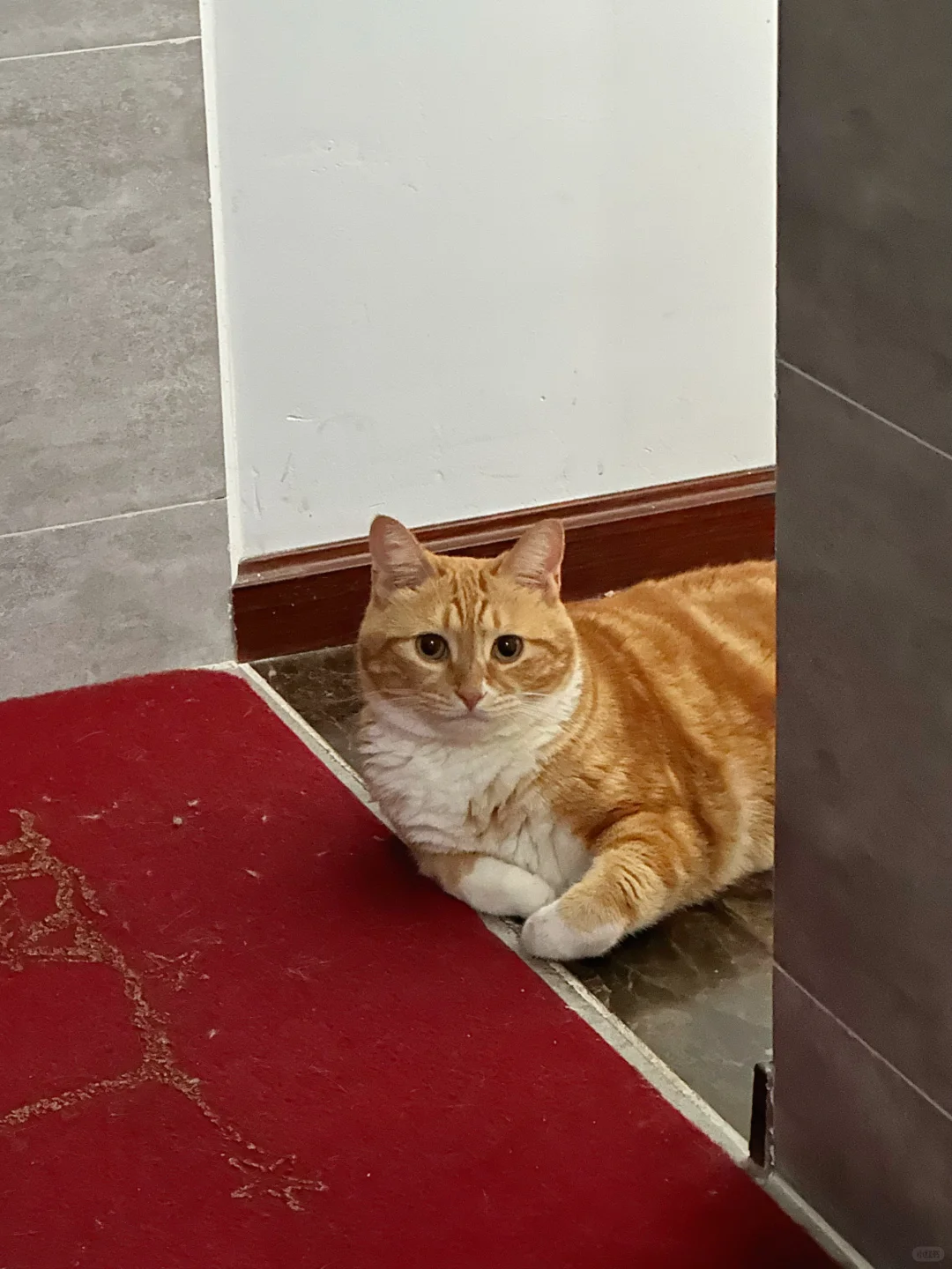 有洁癖但又爱管事的猫