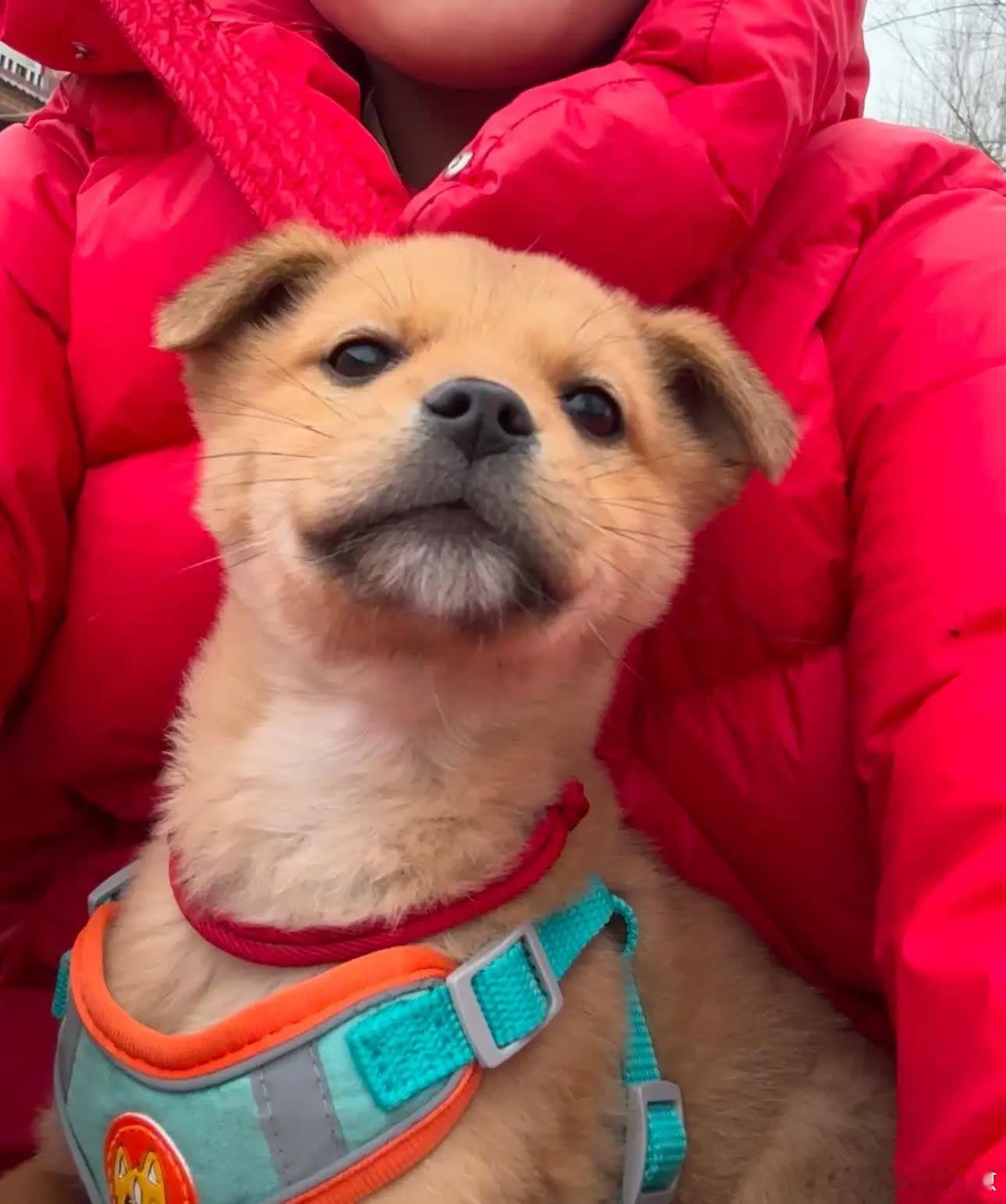 “人，看我帅吗”萌宠宠物