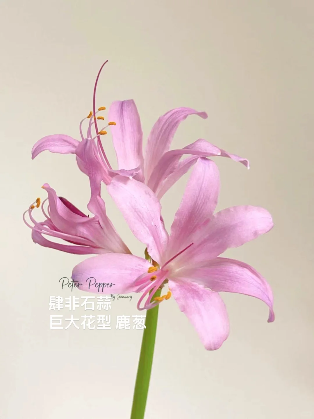 巨大花型鹿葱石蒜鲜切花上量！可批发
