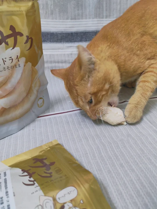 🐱最爱的肉肉零食补货咯！