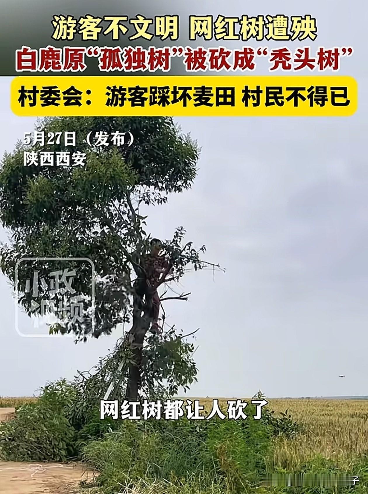 终于明白！
为什么村民要把这颗网红树砍掉，原来自从这棵树火了后，每天来拍照打卡的