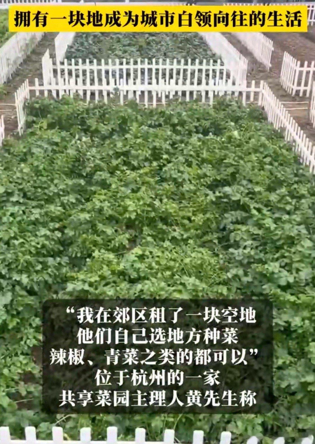 #一二线城市共享菜园带火休闲经济#城里人果然不一样，竟然玩起了 共享菜园[笑cr
