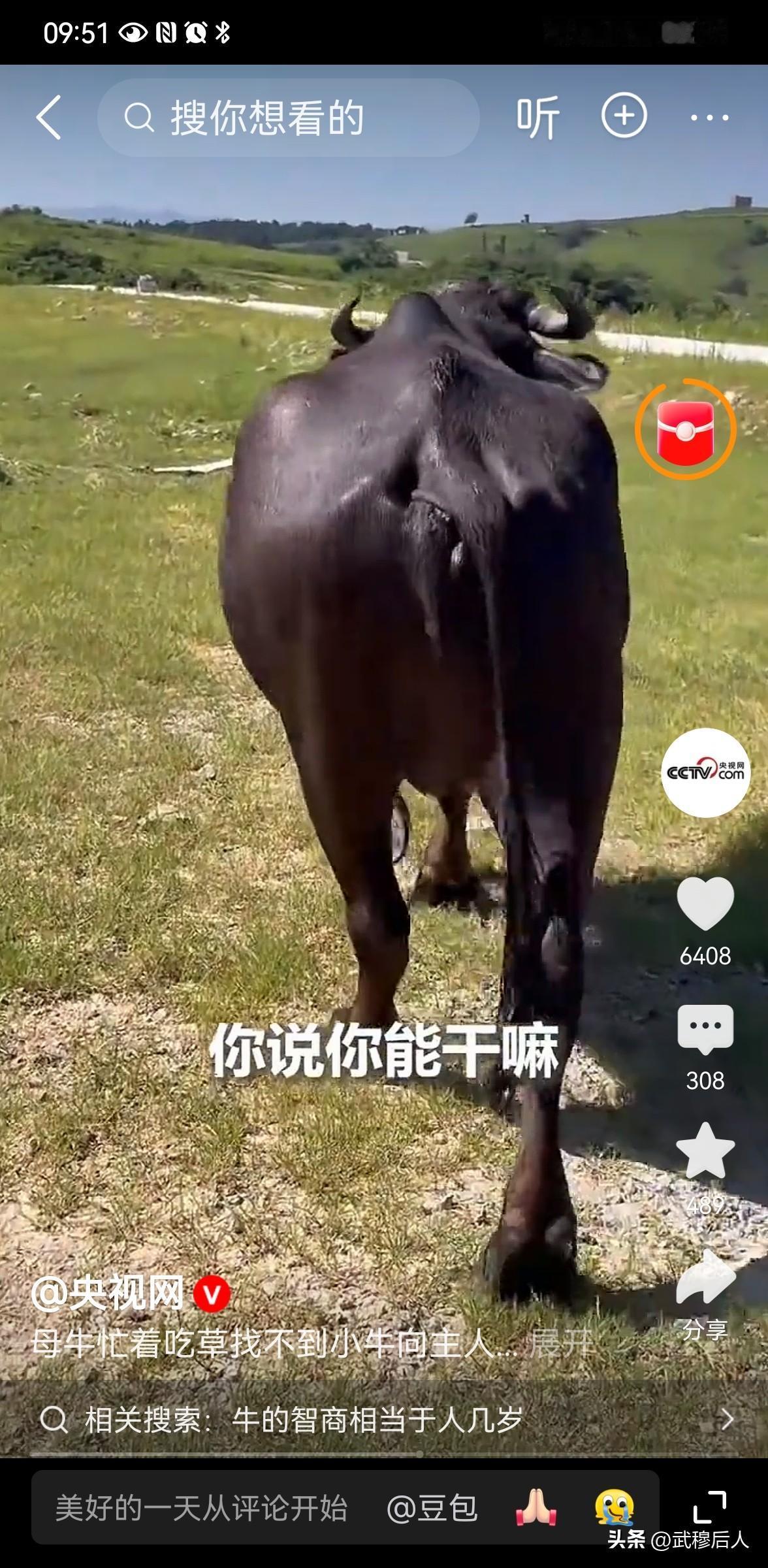母牛弄丢小牛，被主人全程碎碎念教育
万物皆有灵性，动物的亲子温情，往往藏着最质朴