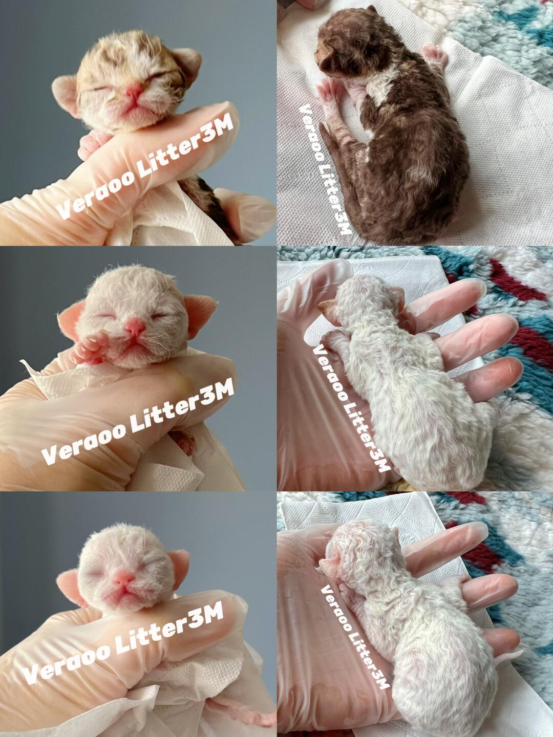 新破壳的小奶卷们｜德文卷毛猫